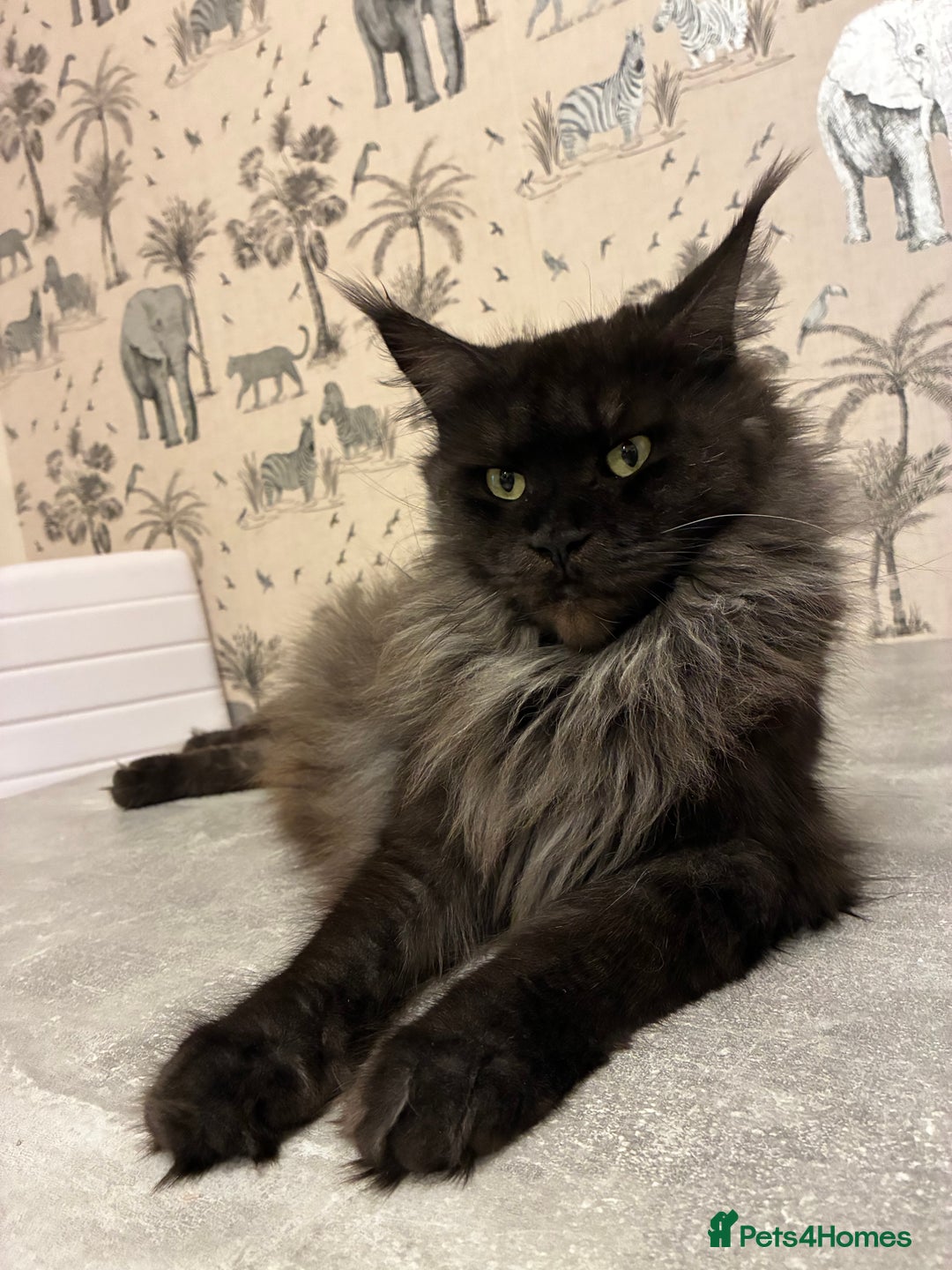 Maine Coon cats for sale: Maine Coon Kittens - Advert 30