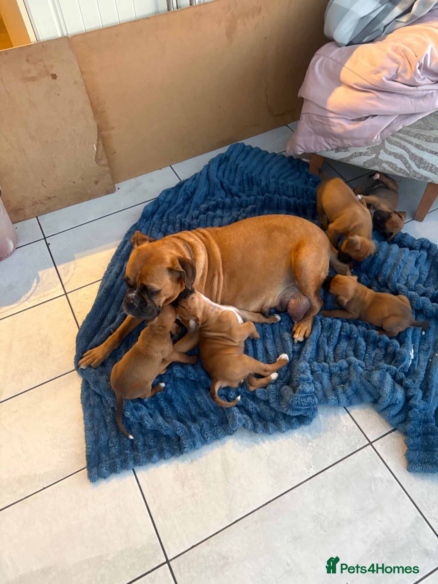 Boxer dogs Boxer puppies - Advert 11