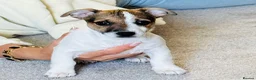 Jack Russell dogs for sale: Jack Russell Terrier puppies – ready for new homes - Advert 7