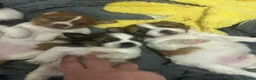 Jack Chi dogs for sale: Adorable Jack Russell X - Advert 3