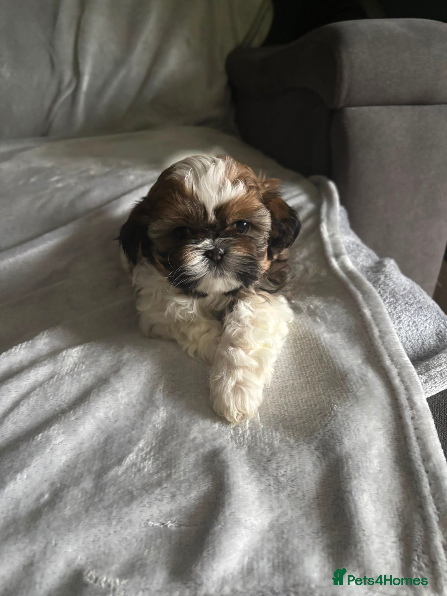 Shih Tzu dogs Shih tzu for sale. - Advert 2