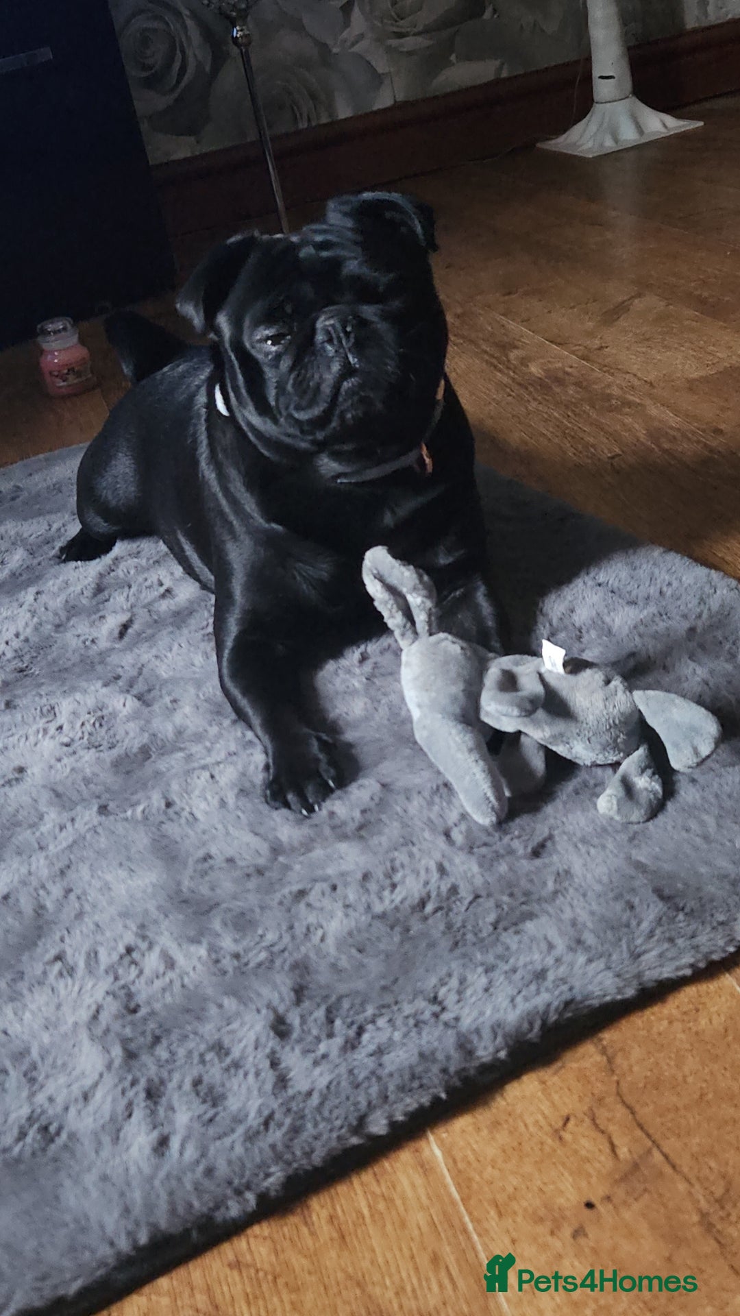 Pug dogs for sale: Loving, Cuddly Pug  - Image 14