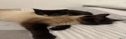 Mixed Breed cats for sale: Kittens looking to be rehomed  - Advert 3
