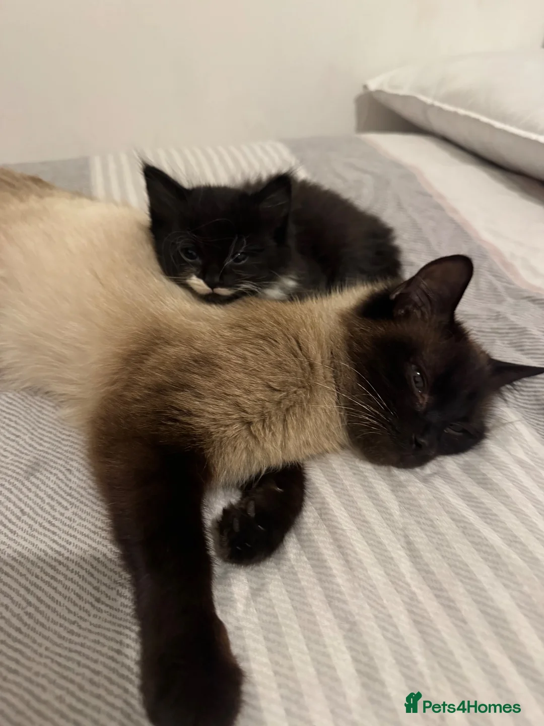 Mixed Breed cats for sale: Kittens looking to be rehomed  - Advert 3