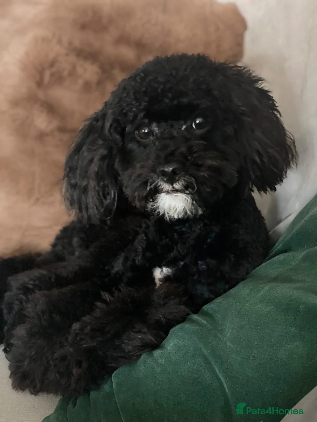 Toy Poodle dogs for stud: Beau Beautiful Boy Toy Poodle  in Littlehampton - Advert 1