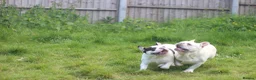 French Bulldog dogs for sale: X1 Platinum boy and x1 Black pied girl  - Advert 6