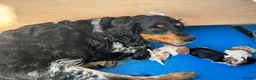 Brittany Spaniel dogs for sale: Brittany Puppies (HPR) in Tadley - Advert 2