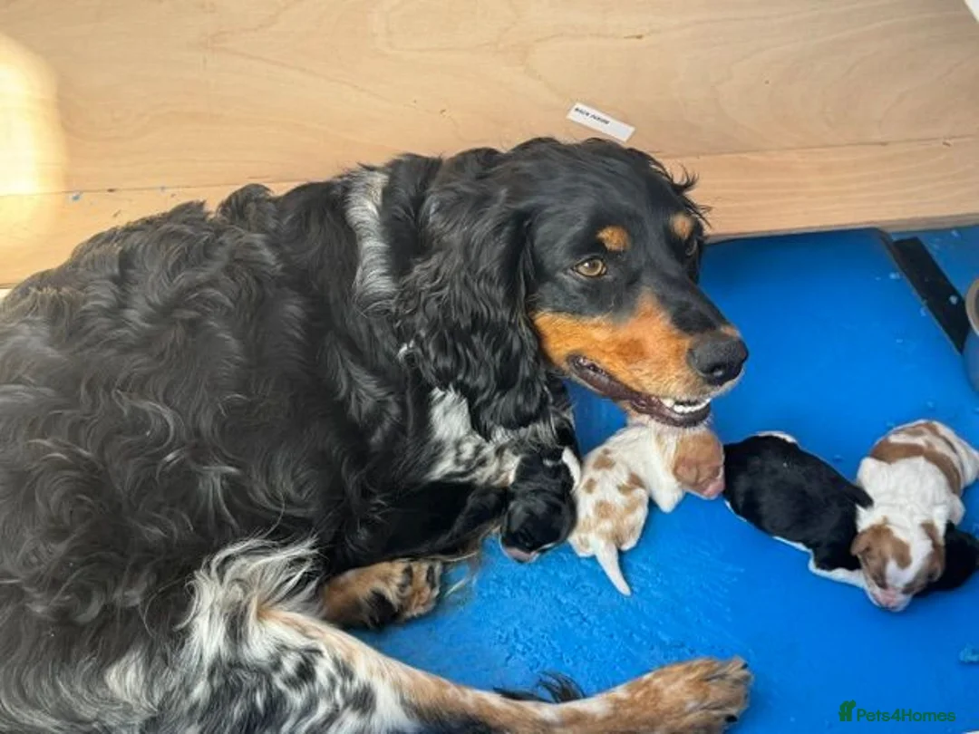 Brittany Spaniel dogs for sale: Brittany Puppies (HPR) in Tadley - Advert 2