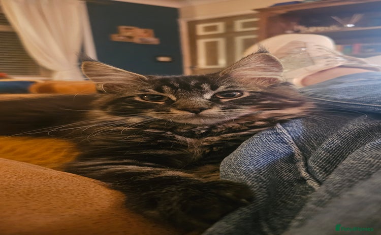 Maine Coon cats - Advert 3