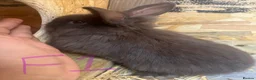 Mini Lion Lop rabbits for sale: Beautiful Mini Lion Lop Bunnies  in Rochdale - Advert 3