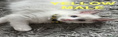 Yellow Ragdoll