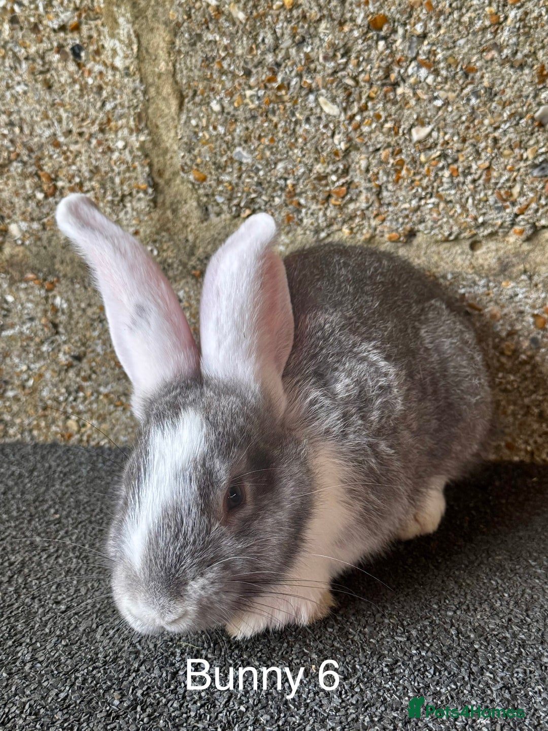 Continental Giant rabbits for sale: Pure continental giant rabbits - Image 4