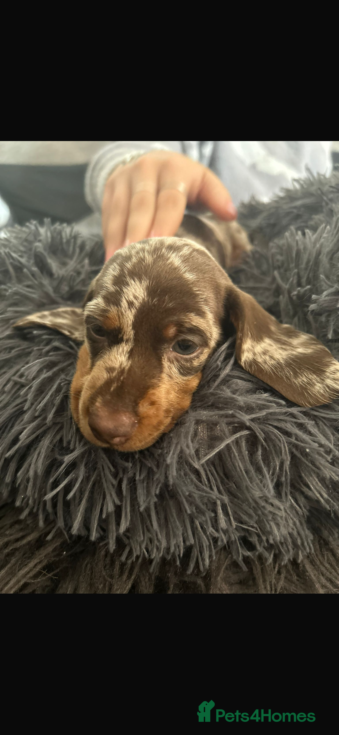 Miniature Dachshund dogs for sale: Miniature dachshunds  - Image 5