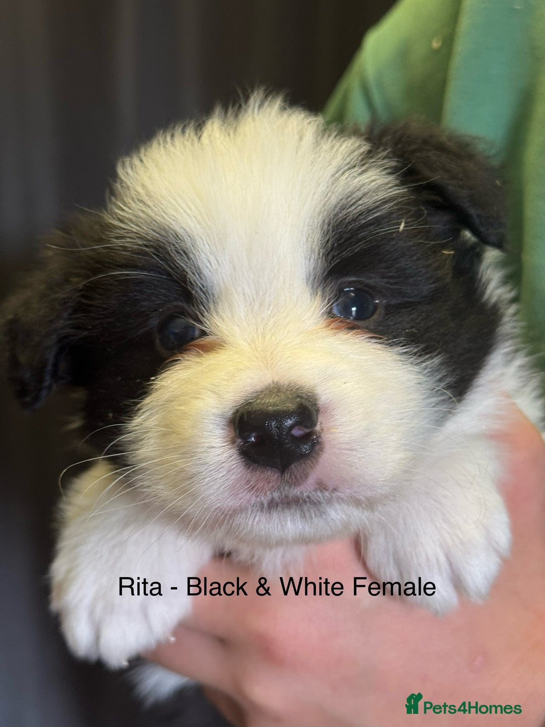 Border Collie dogs for sale: Pure Bred Border Collie Puppies For Sale - Image 7