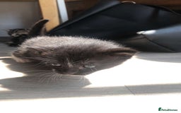 Mixed Breed cats for sale: Kittens for sale  - Image 3