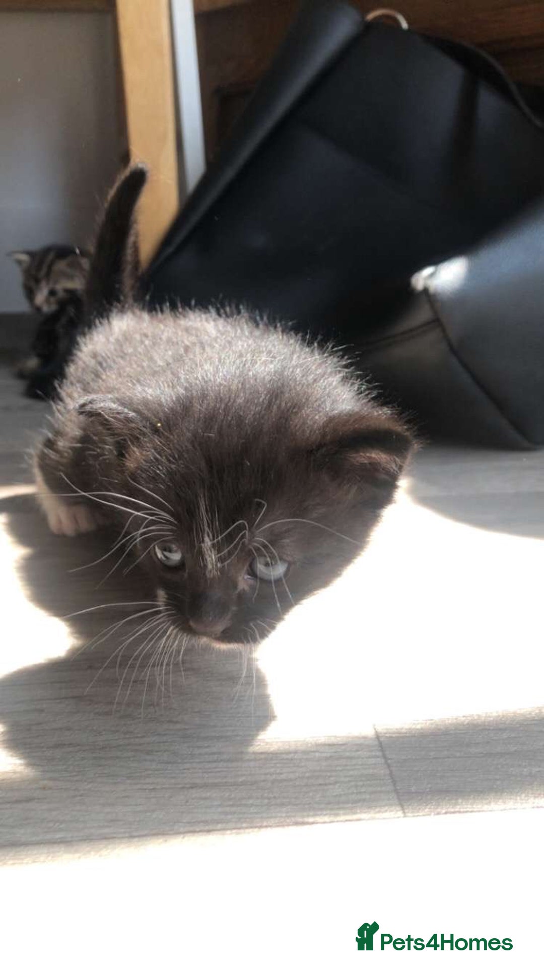 Mixed Breed cats for sale: Kittens for sale  - Image 3