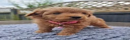 Pomapoo dogs for sale: Fabulous  pomapoo puppies  - Advert 3