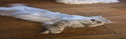 Persian cats for sale: Persian Cat - Advert 6