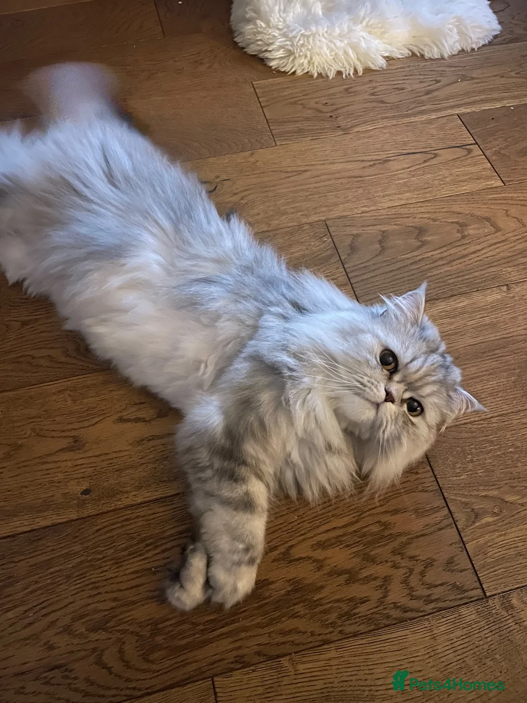 Persian cats for sale: Persian Cat - Advert 6