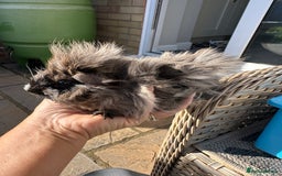 Guinea Pig rodents for sale: 3 Handsome male baby guinea pigs. - Image 12