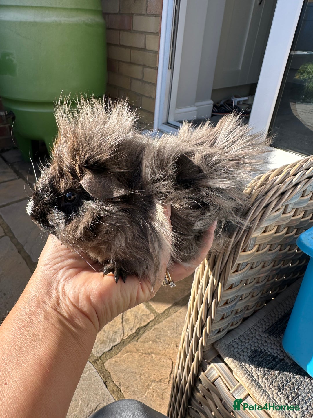 Guinea Pig rodents for sale: 3 Handsome male baby guinea pigs. - Image 12