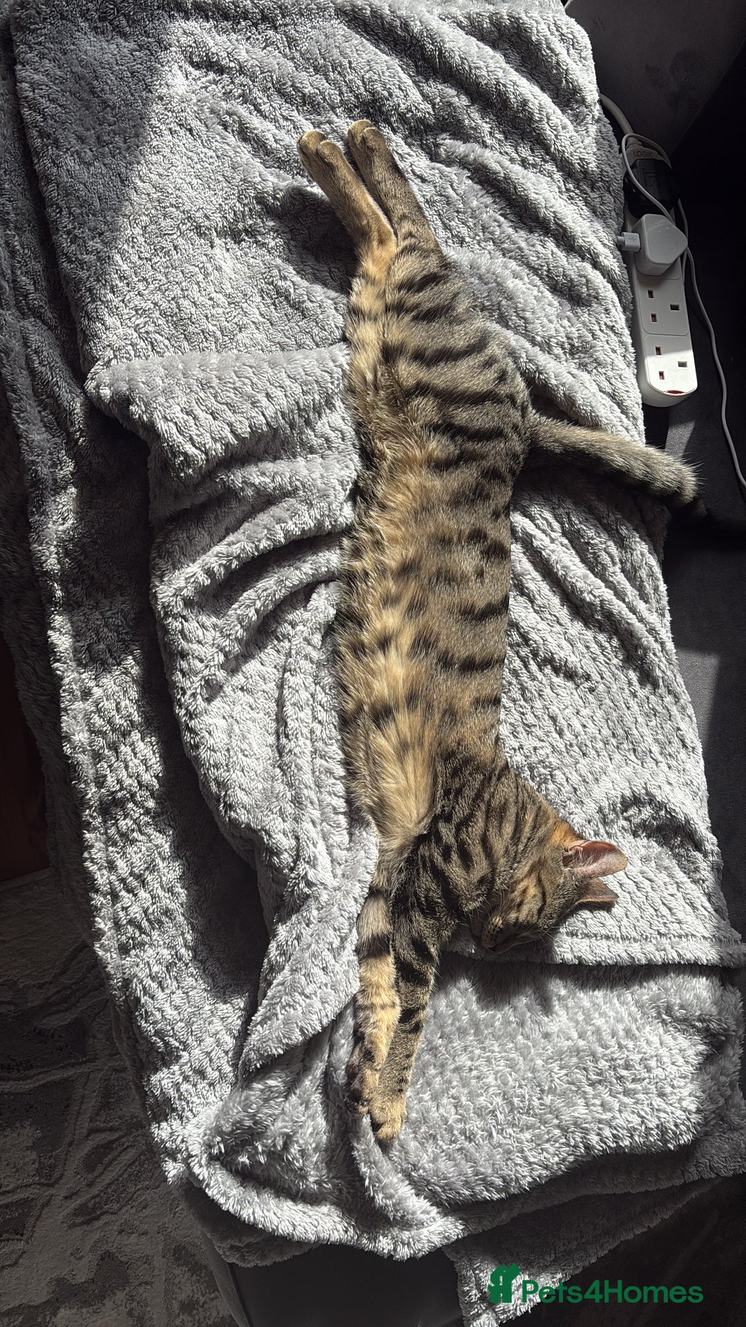 Bengal cats for sale: Beautiful Loving Boy  - Image 4