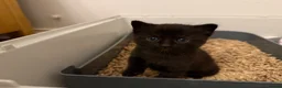 Mixed Breed cats for sale: Ragdoll x Bombay Female Kitten - Advert 16