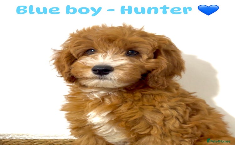 Cockapoo dogs - Advert 16