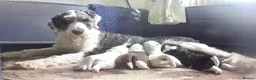 Sheepadoodle dogs for sale: Last boy available only due to timewaster.  - Advert 7