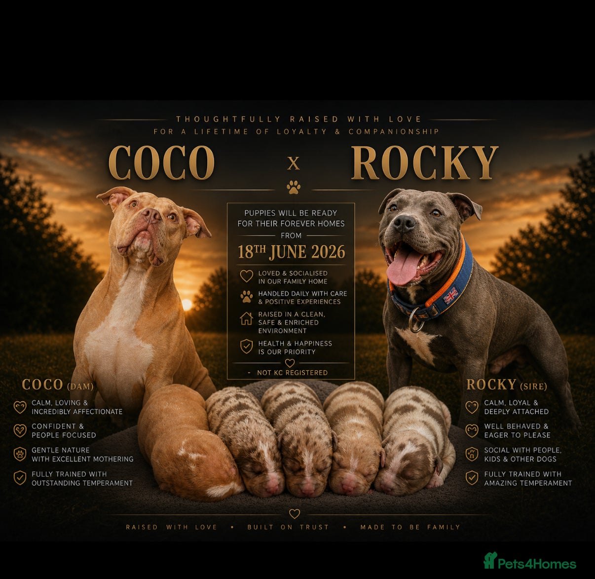 Staffordshire Bull Terrier dogs Stunning Staffordshire Terrier Puppies 18th June🐾 - Advert 4