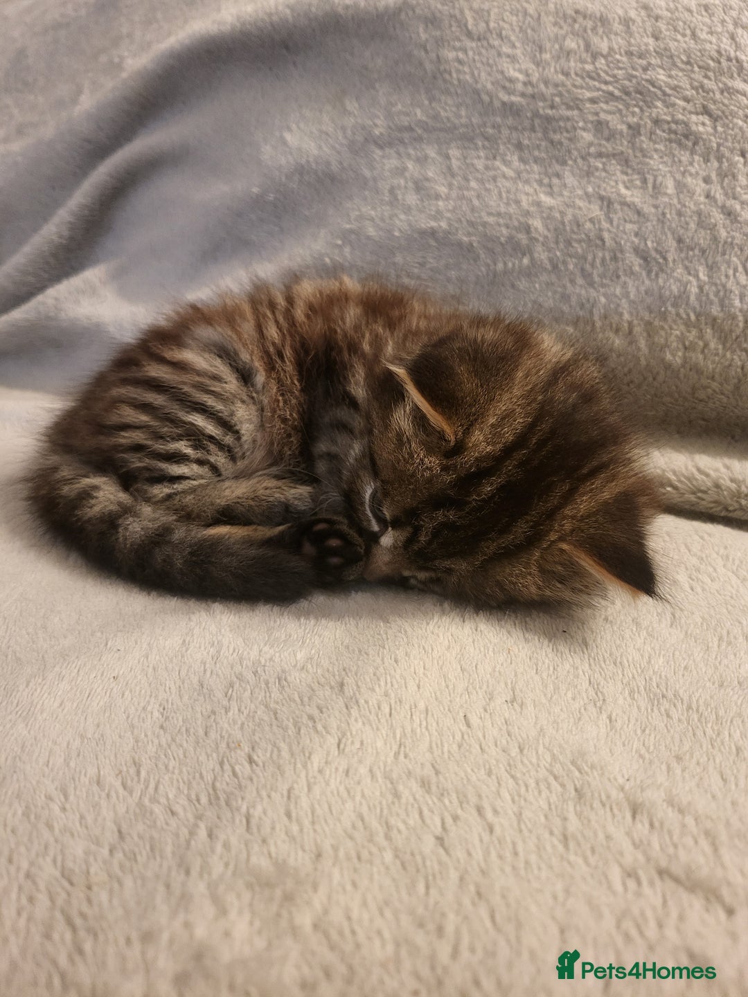 Siberian cats for sale: Sweet Little Princess Is Looking for a Loving Home - Advert 7