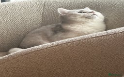 British Shorthair cats for sale: Affectionate Silver Chinchilla British Shorthair - Image 6