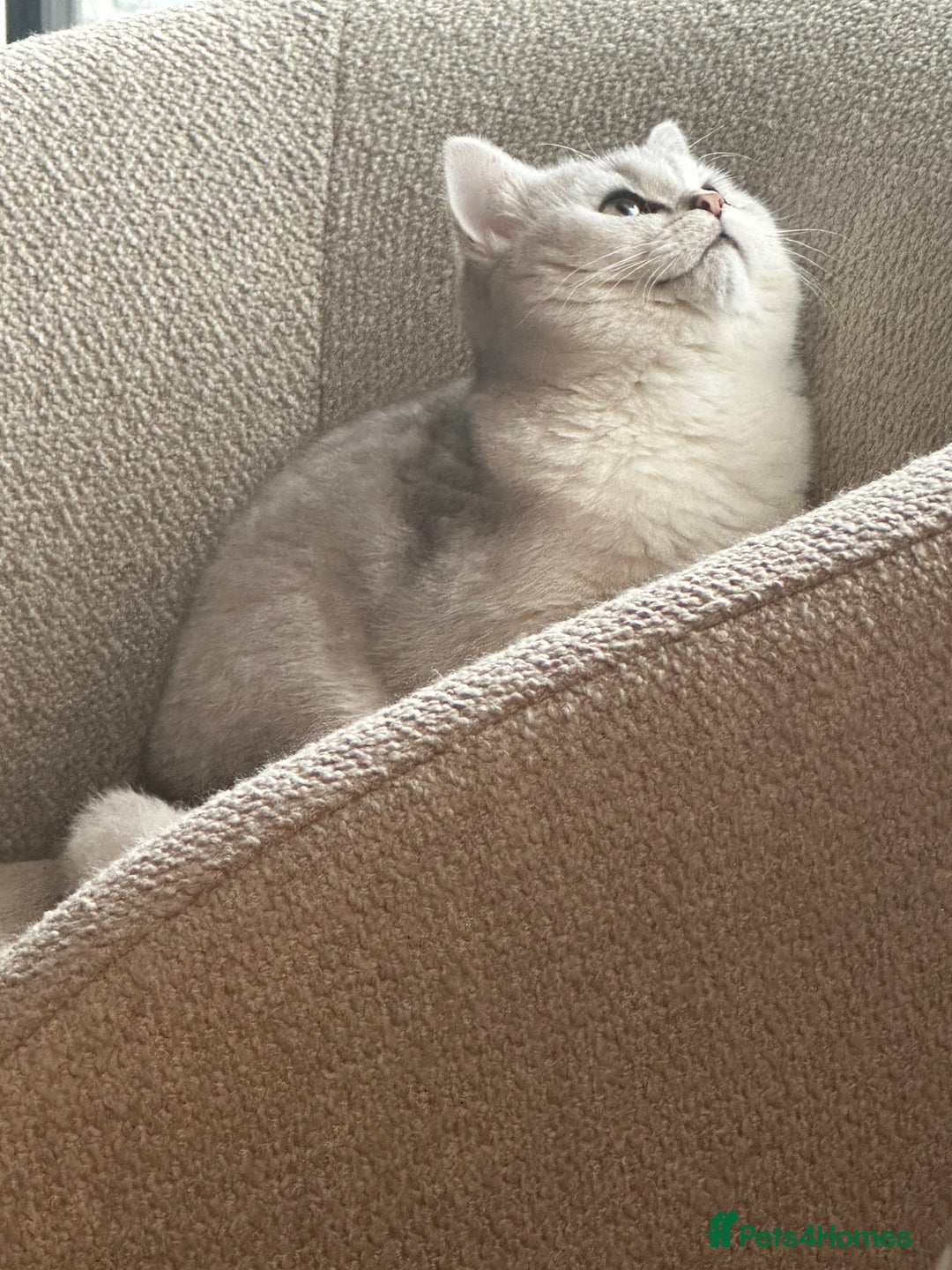 British Shorthair cats for sale: Affectionate Silver Chinchilla British Shorthair - Image 6