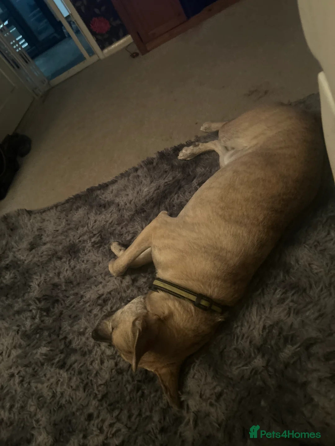 Belgian Shepherd Dog dogs for sale: Husky x Belgian shepherd dog in Huntingdon - Advert 2