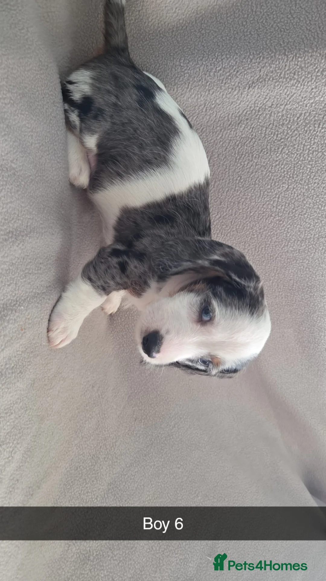 Miniature Dachshund dogs for sale: Miniature Dachshund  - Advert 9