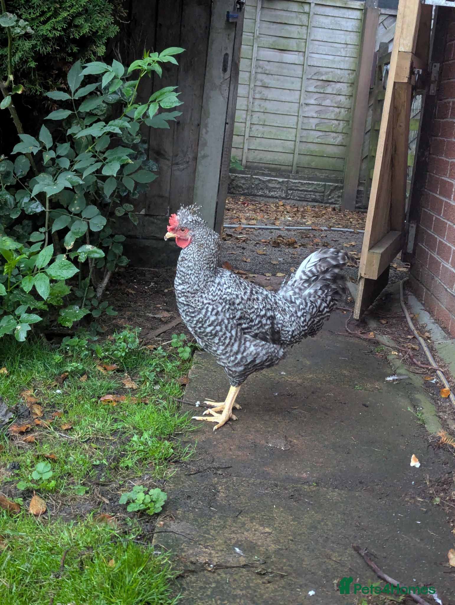 Chickens poultry Cream Legbar Cockerels FREE - Advert 8