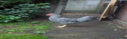 Chickens poultry for sale: Cream Legbar Cockerels FREE - Advert 1