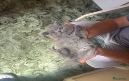British Shorthair cats for sale: Stunning GCCF registered British shorthair kittens - Image 2