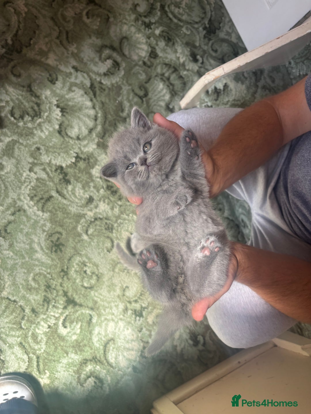 British Shorthair cats for sale: Stunning GCCF registered British shorthair kittens - Image 2