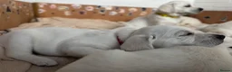 Goldador dogs for sale: Adorable White Golden Retriever x Labrador Pups  - Advert 24