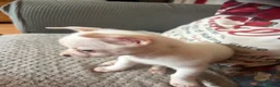 Chihuahua dogs for sale: Beautiful lively little boy  - Advert 2