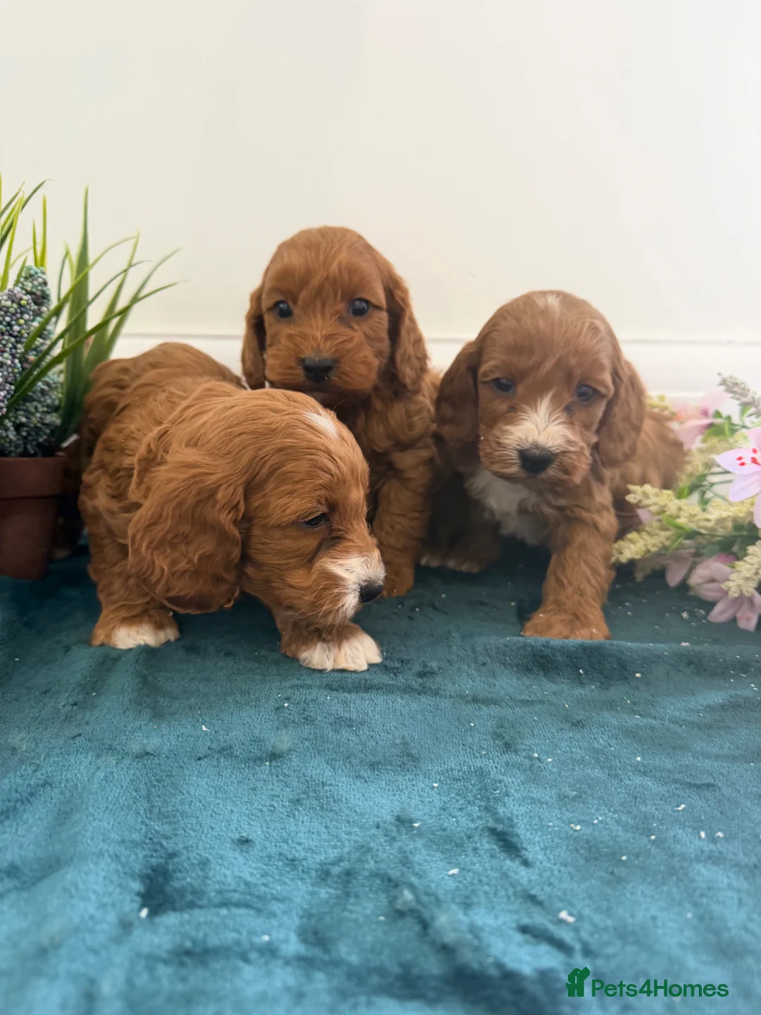 Cockapoo dogs for sale: Cockapoo puppies in Orpington - Advert 2