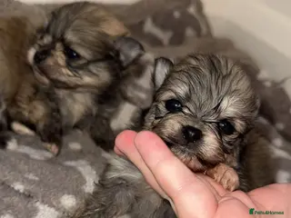 Pomeranian dogs 🎀Purebred Pomeranians🎀 - Advert 5