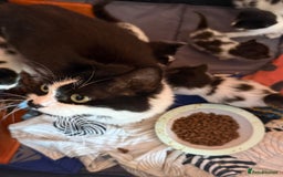 British Longhair cats for sale: Fluffy beautiful kitties  - Image 9