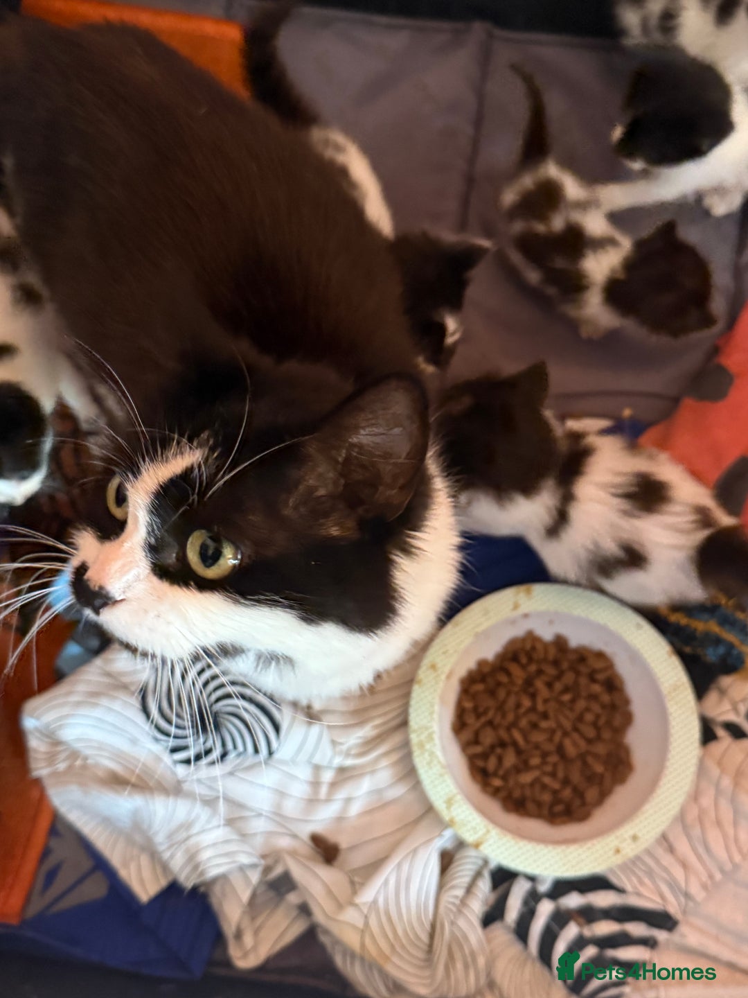 British Longhair cats for sale: Fluffy beautiful kitties  - Image 9