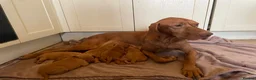 Hungarian Vizsla dogs for sale: Beautiful litter of 5 Vizsla puppies  in Southam - Advert 4