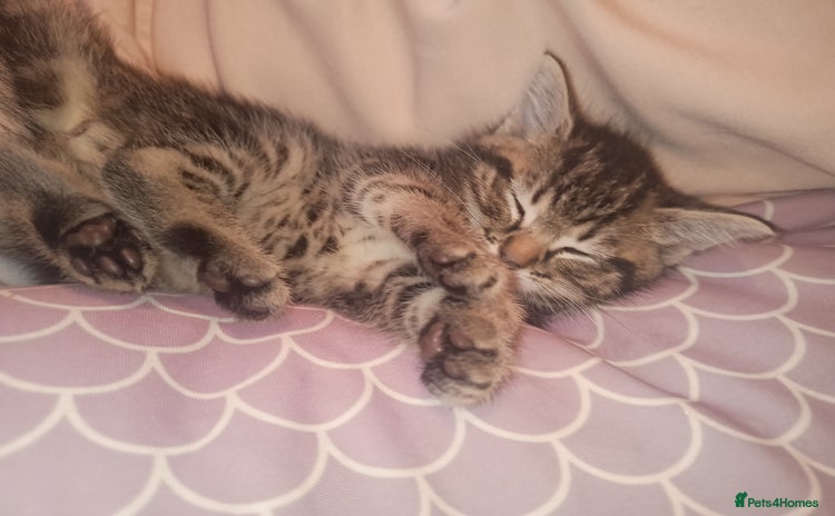 Mixed Breed cats - Advert 15