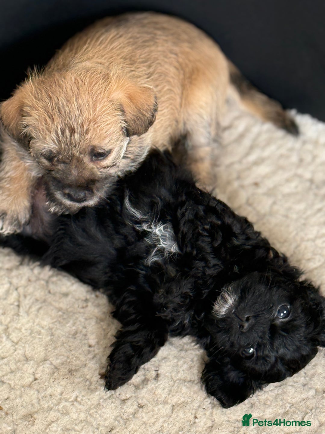 Yorkshire Terrier dogs for sale: Yorkies  - Image 14