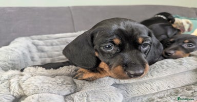 Dachshund dogs - Advert 1