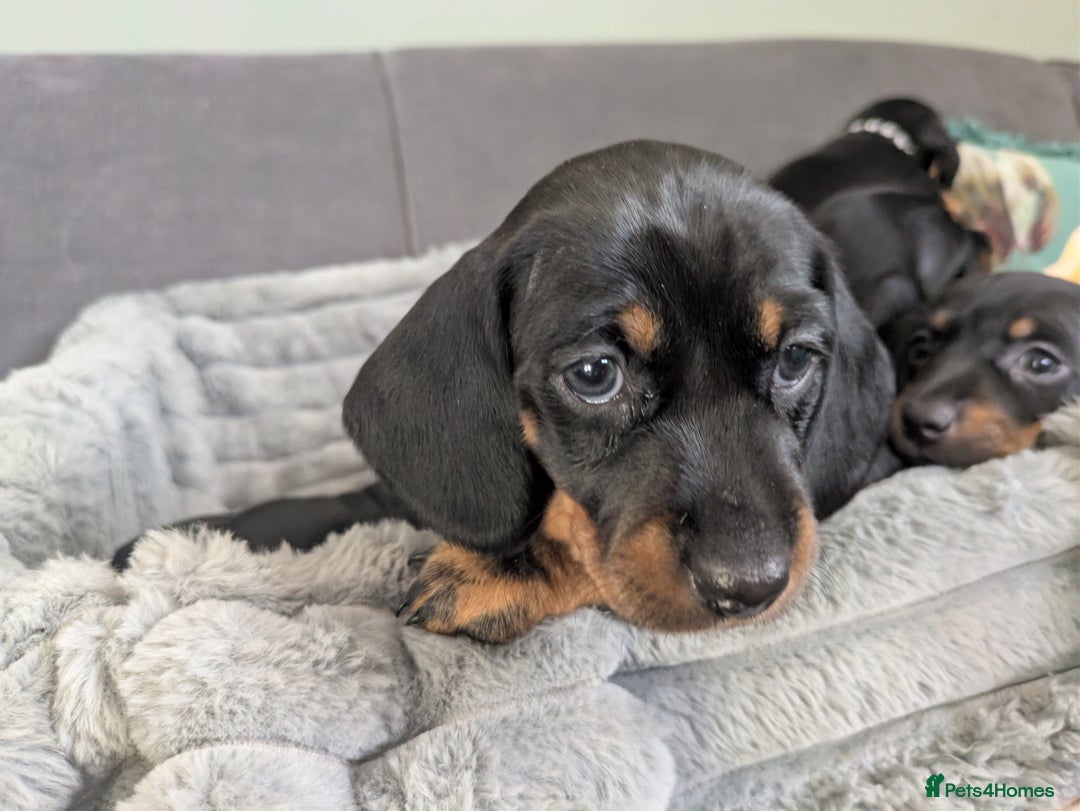 Dachshund dogs for sale: 🐾5 Beautiful Standard Dachshunds 🐾 - Image 2